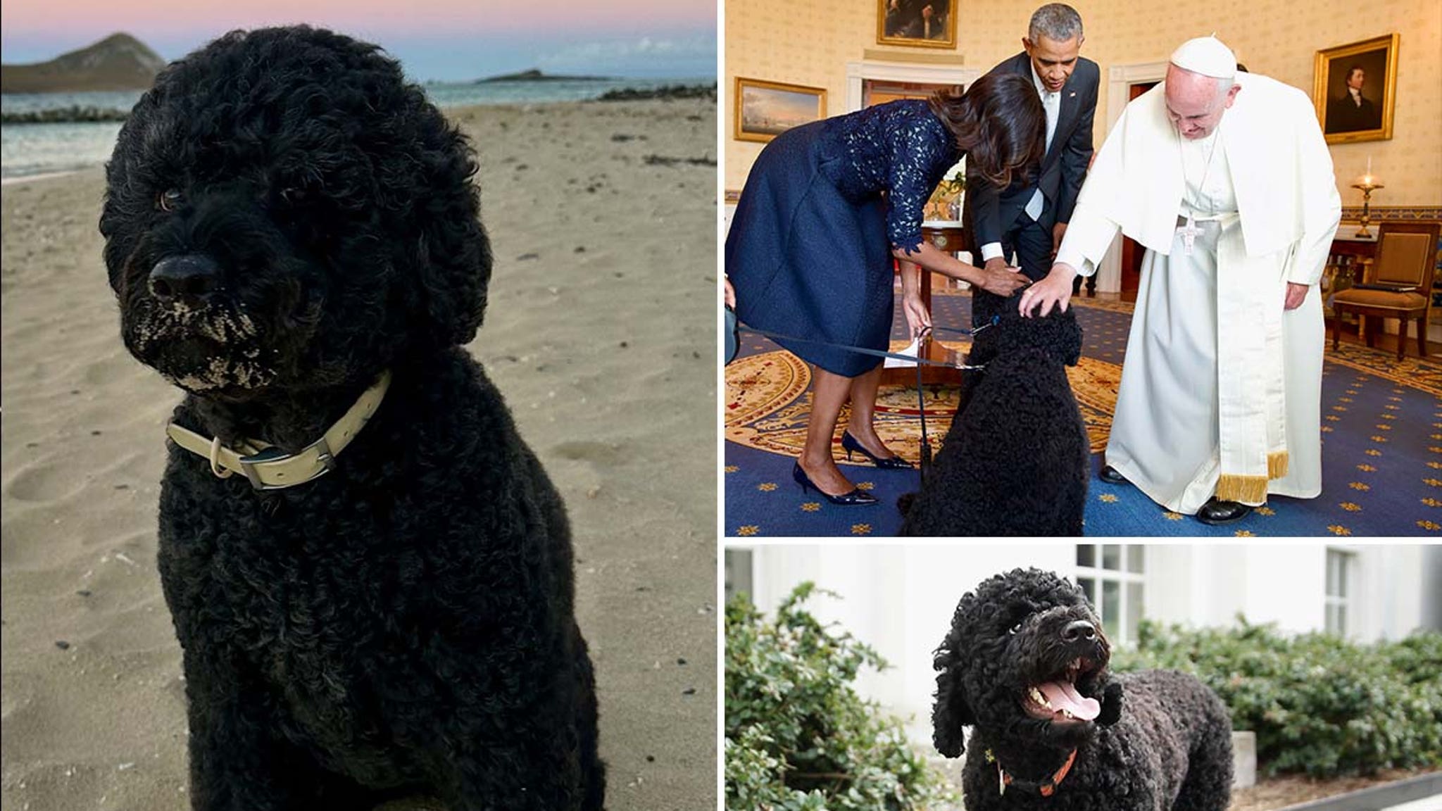 Barack Obama's Family Dog Sunny Dead