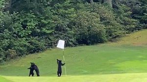 Bear Cub Picks Adorable Fight With Flagstick On North Carolina Golf Course