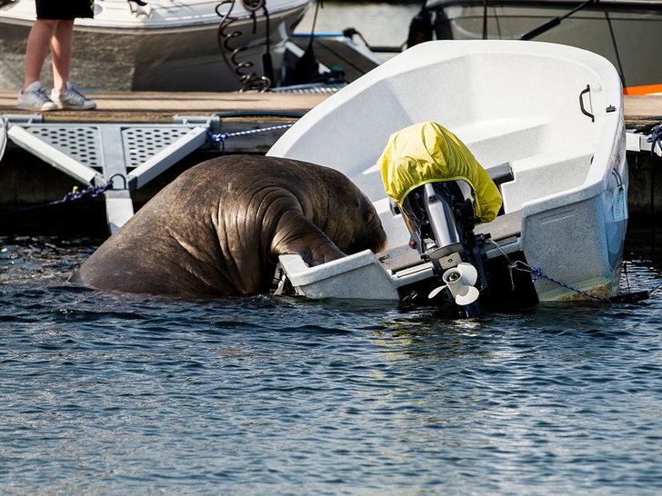 Norwegian Walrus Euthanized After Getting Too Close to Humans.jpg