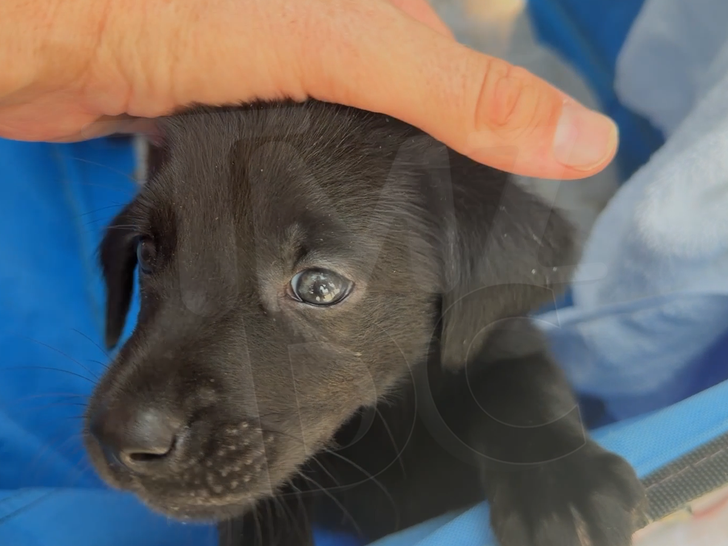 071626 police pups sub 2