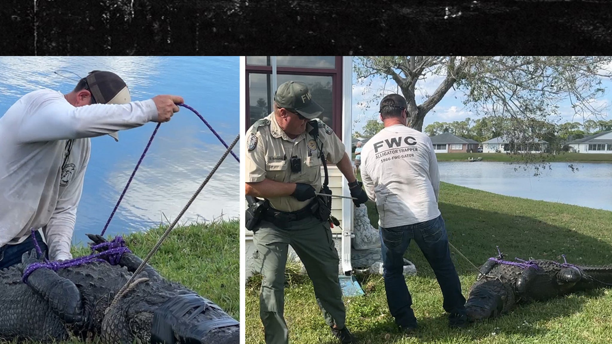 85-Year-Old Florida Woman Killed by Alligator While Walking Dog