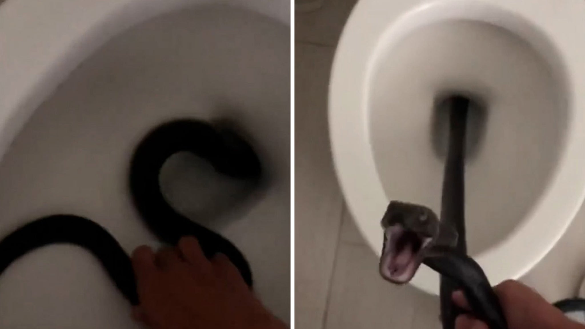 Una mujer de Arizona descubre una serpiente dentro de su baño