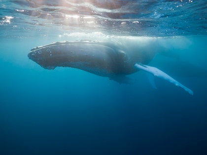 Humpback Whale Hot Shots Photos5