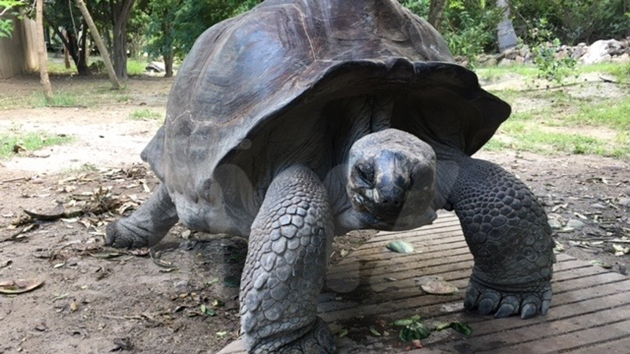 Richard Branson Necker Island Wildlife