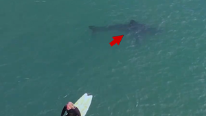 Great White Shark Video, See Them Lurking Under California Surfers