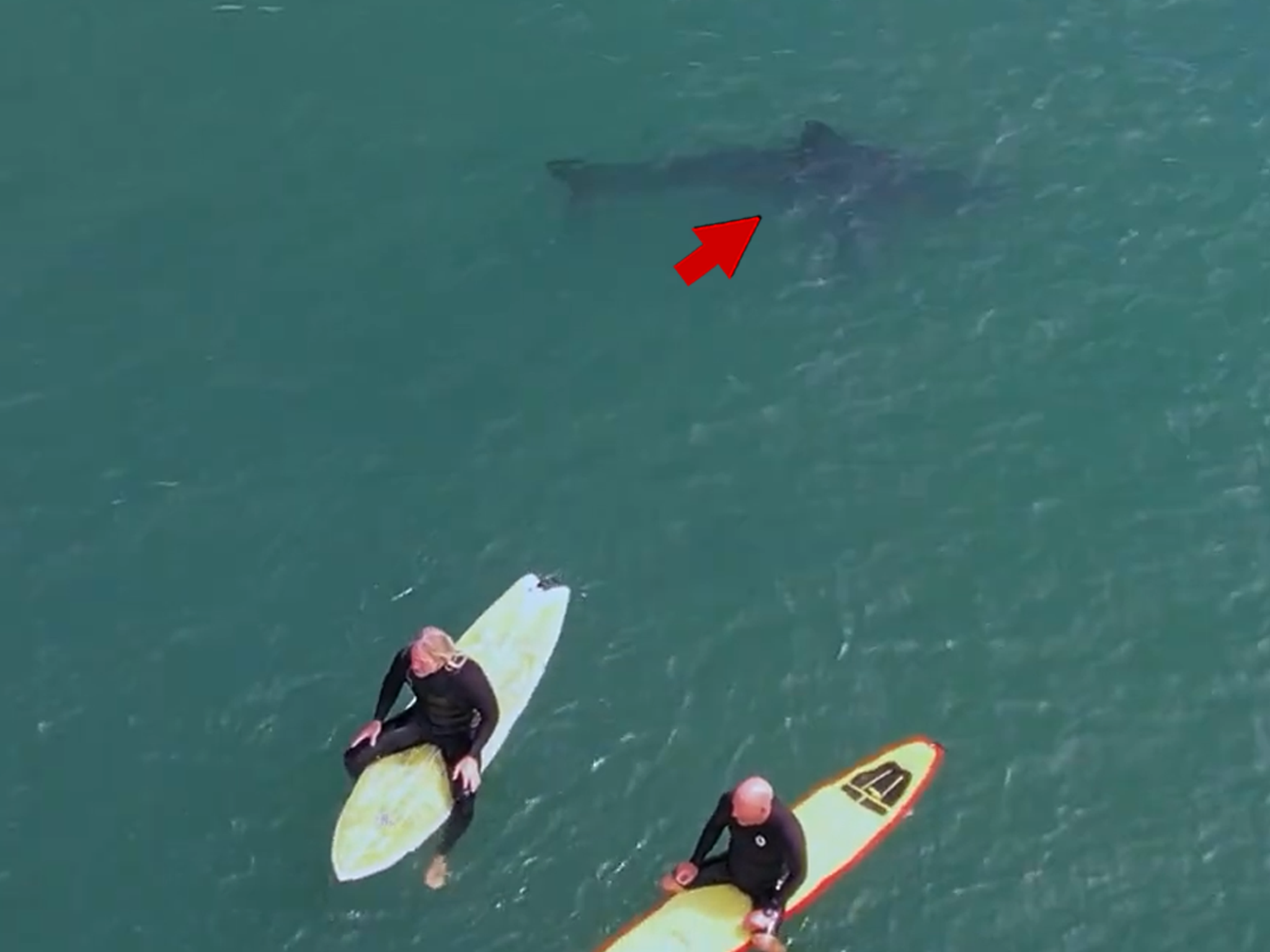 Great White Shark Bite Surfboard