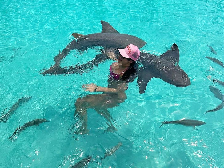 Stars Swimming With Sharks