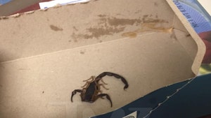 Woman Allegedly Stung by Scorpion on United Airlines Flight