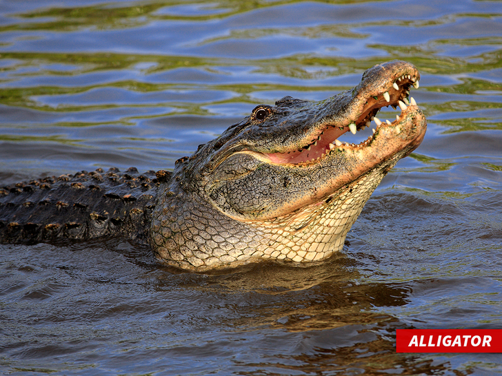 sub alligator getty