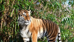Bronx Zoo Tiger Tests Positive for Coronavirus, First U.S.-Based Animal