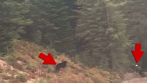 Black Bear Chases After Mountain Biker in Montana, Wild Video!