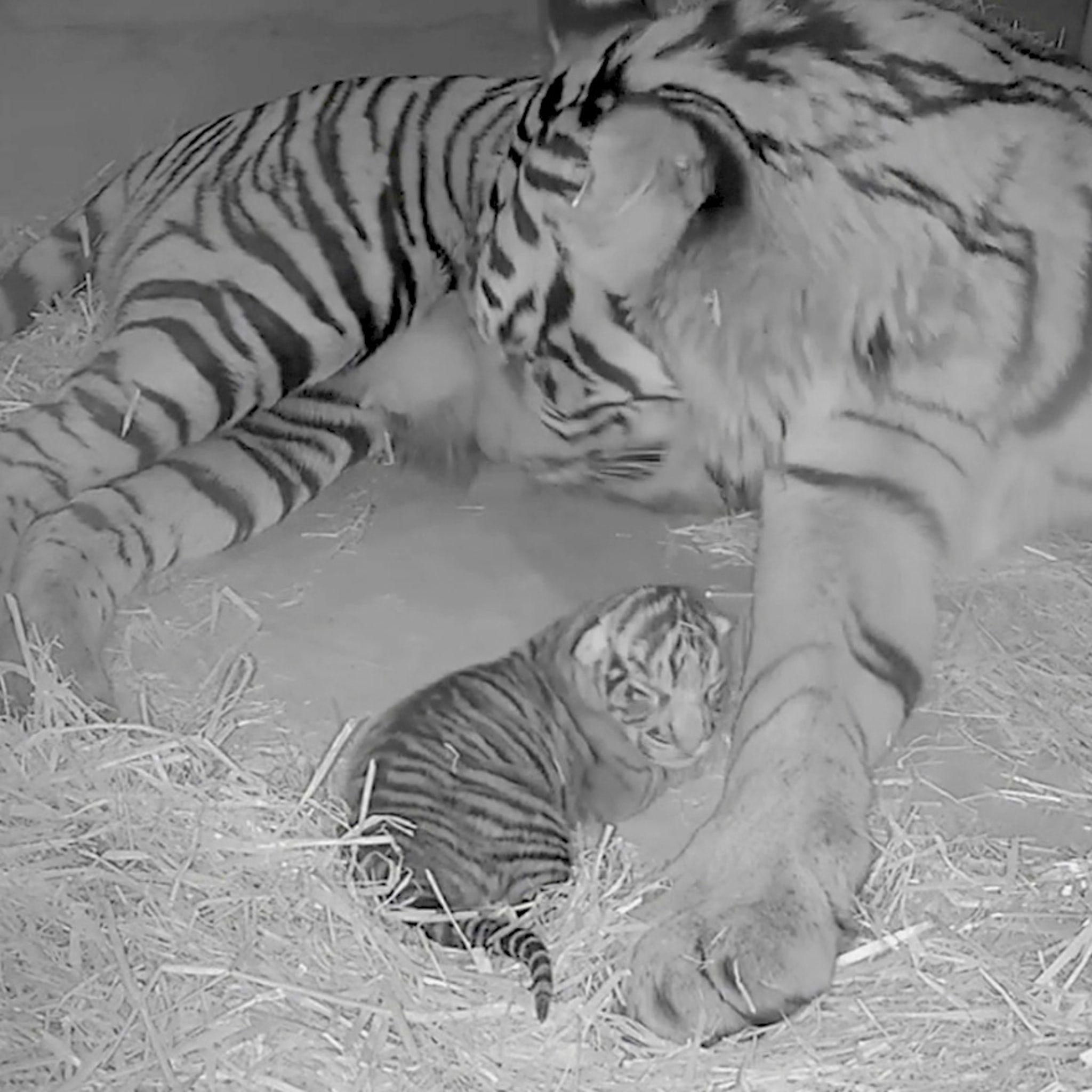 One in 100,000: Two rare tiger babies appear in Nantong - Global Times