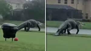 Dinosaur-Sized Gator Interrupts Golf Outing In Florida