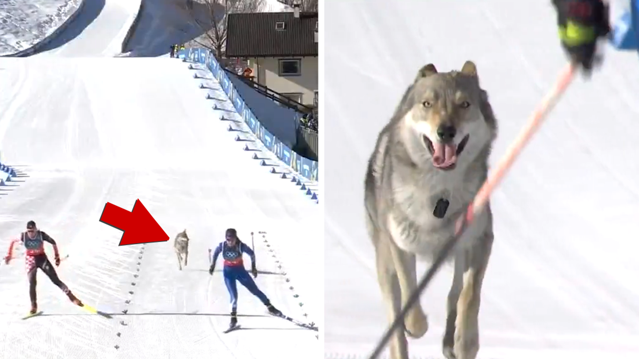Winter Olympics Dog Crashes Race, Gets Photo-Finish Glory