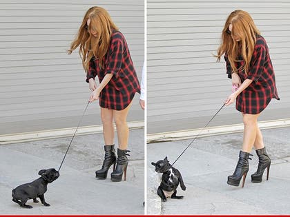 0523-lady-gaga-dog-akm-gsi-01