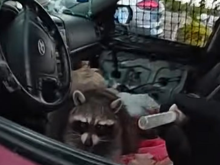 racoon meth pipe