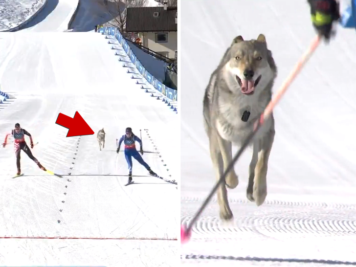 021826 Cão Olímpico Primário2