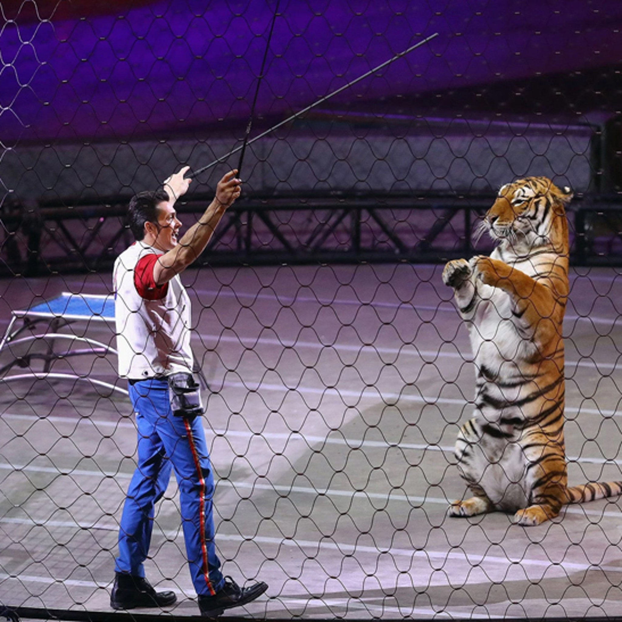 Circus Tiger Escape