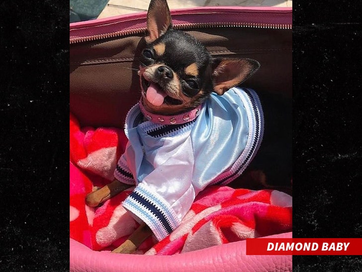 Paris Hilton bought her puppy a $5,500 Hermès Kelly bag
