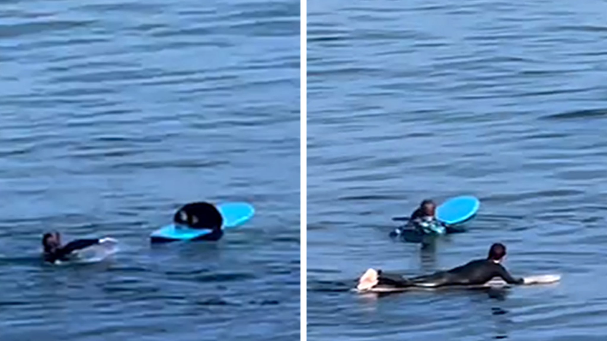 California surfer finds himself in a wild stalemate with a sea otter at sea