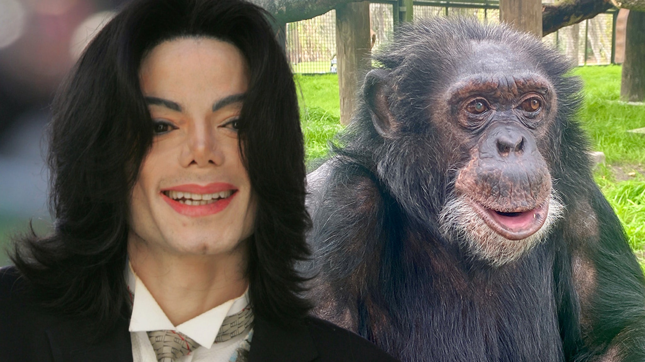 Michael Jackson serait satisfait de la vie de Bubbles, le chimpanzé, déclare Sanctuary