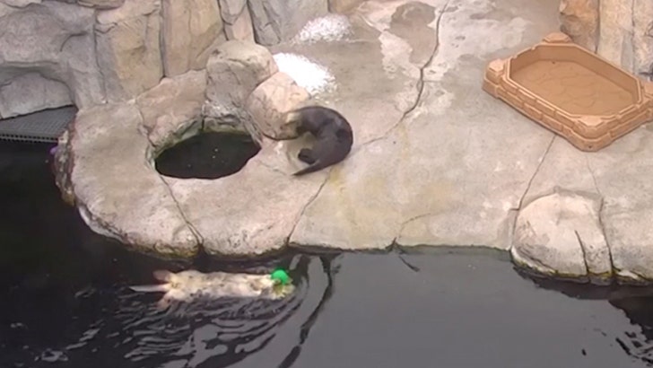 otters-kal-08-14-2025