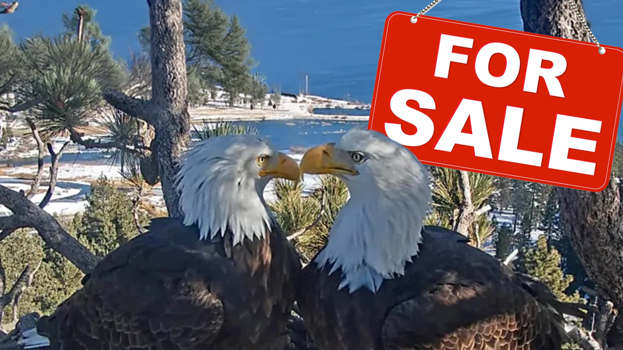Beloved SoCal Bald Eagles' Nest Threatened by Luxury Real&hellip;