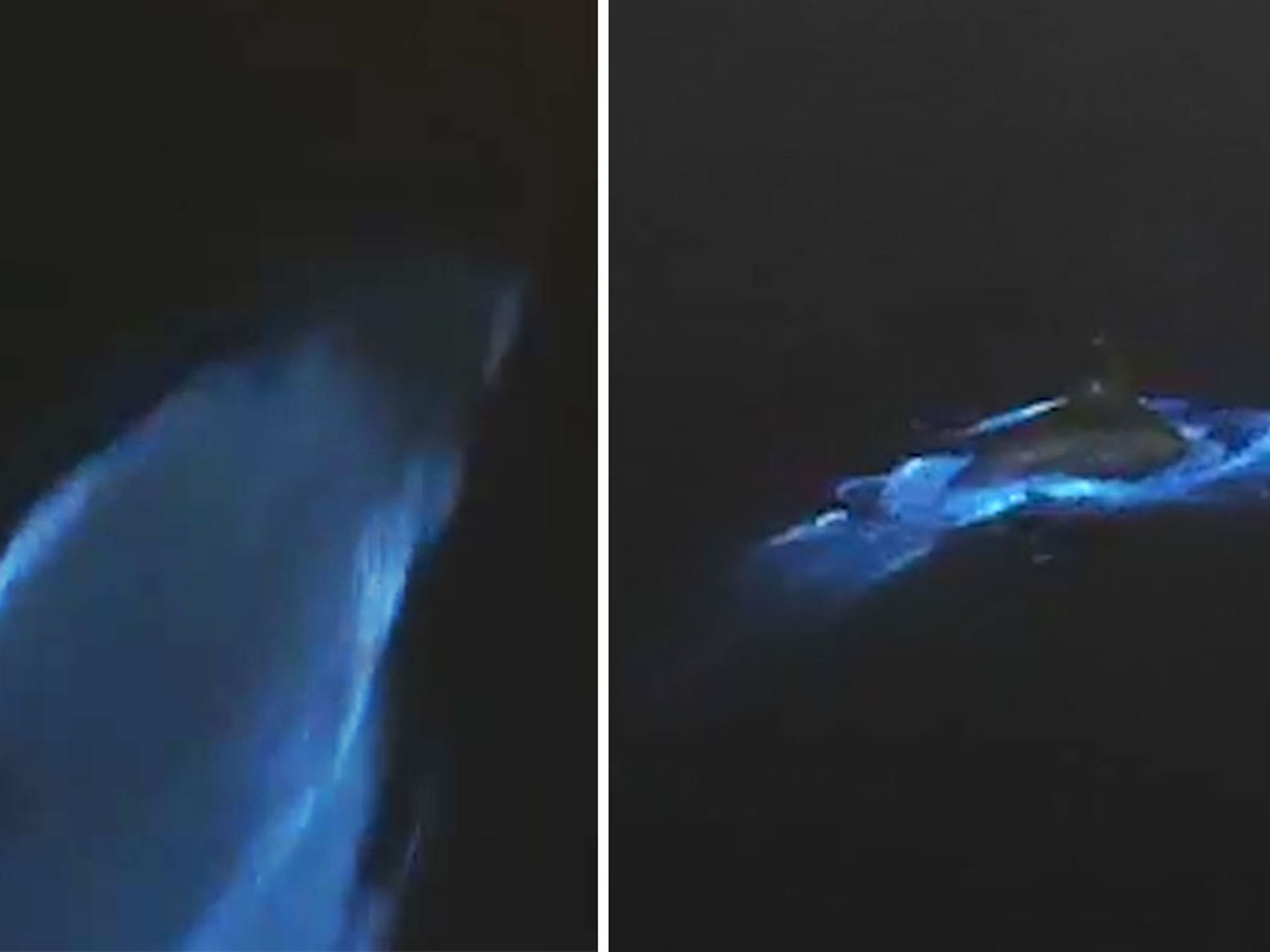 Watch These Glowing Dolphins Surf Through Bioluminescent Algae, Reef  Builders