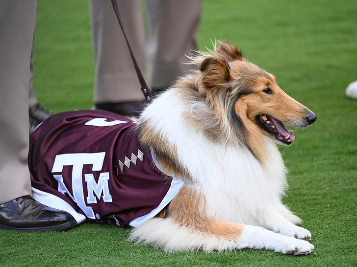 Reveille texas a and m getty 5