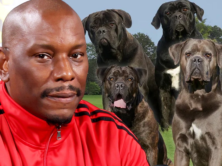 tyrese gibsondogs getty comp