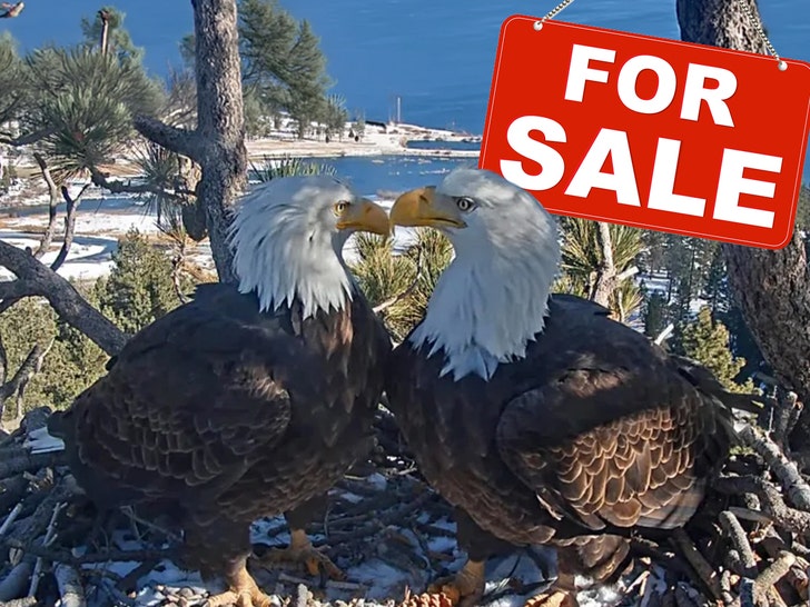 jackie and shadow main