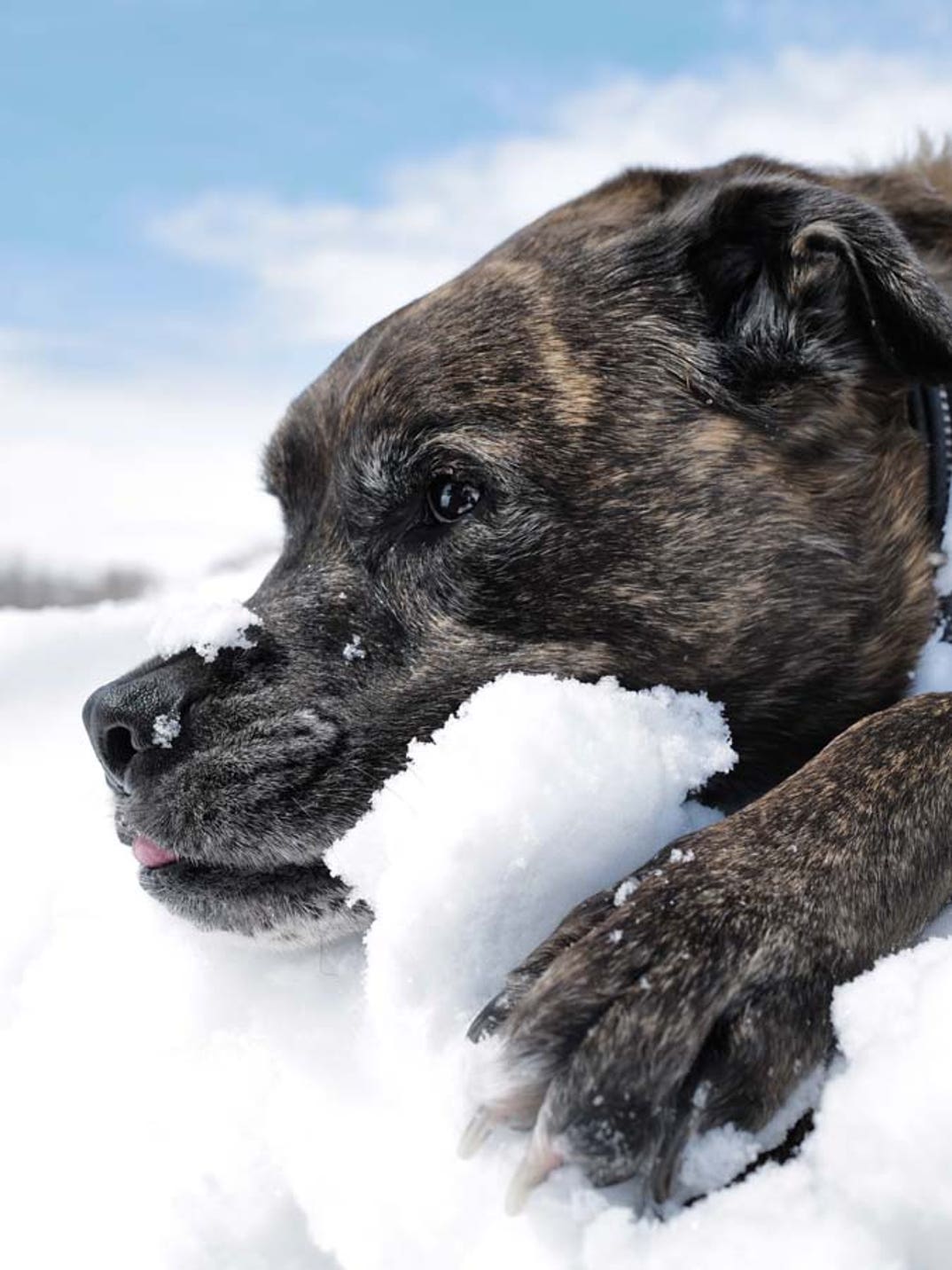 Lindsey Vonn dog