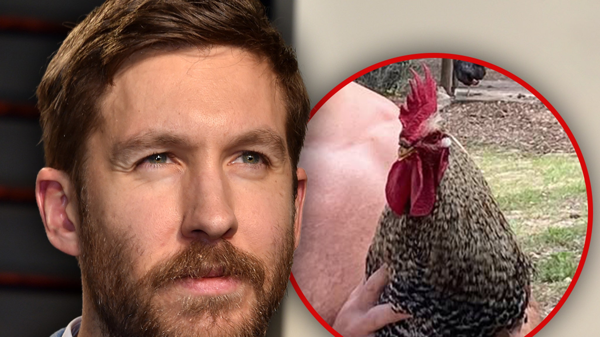 Calvin Harris Says His Rooster Was Killed by 'Idiot' Neighbor's Dog