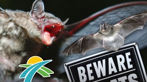 beware of bats polk county florida getty 1