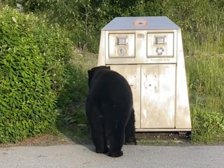 bear in trash