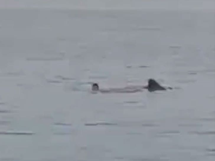 Une vidéo terrifiante montre un homme tué dans une attaque de requin au large de la mer Rouge égyptienne