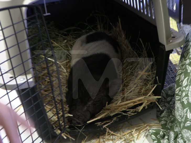 082026 diane warren wilbur the pig sub
