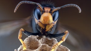Deadly 'Murder Hornets' Make Their Way to North America