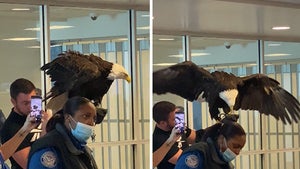 Bald Eagle TSA