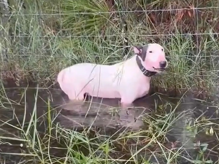 cachorro-furacão amarrado na cerca do submarino