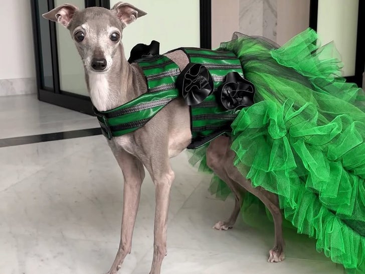 1104-Recordando-a-Tika-El-Iggy-Sub1