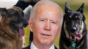 President Biden's Dogs Back at White House After Biting Incident