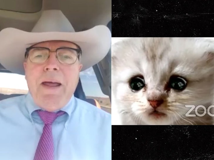 Zoom Cat Lawyer Says He S No Longer Embarrassed Wants To Sell Merch