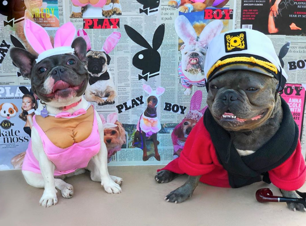 TMZ Pet Costume Sweepstakes