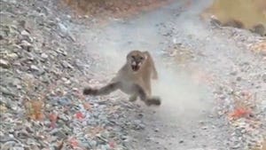 Utah Wildlife Agency Will Leave Cougar in Peace After Near Attack on Hiker
