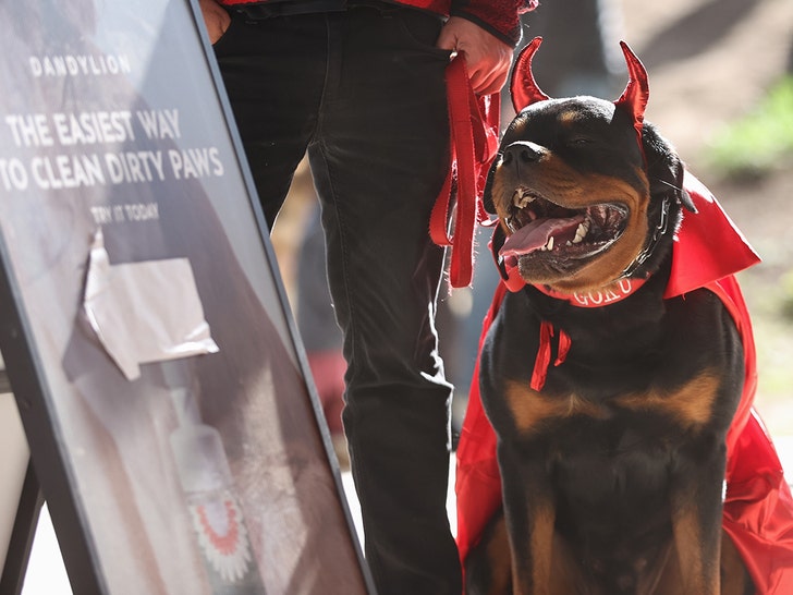 Dogs Show Off Halloween Costumes at Howl’oween Festival in Toronto