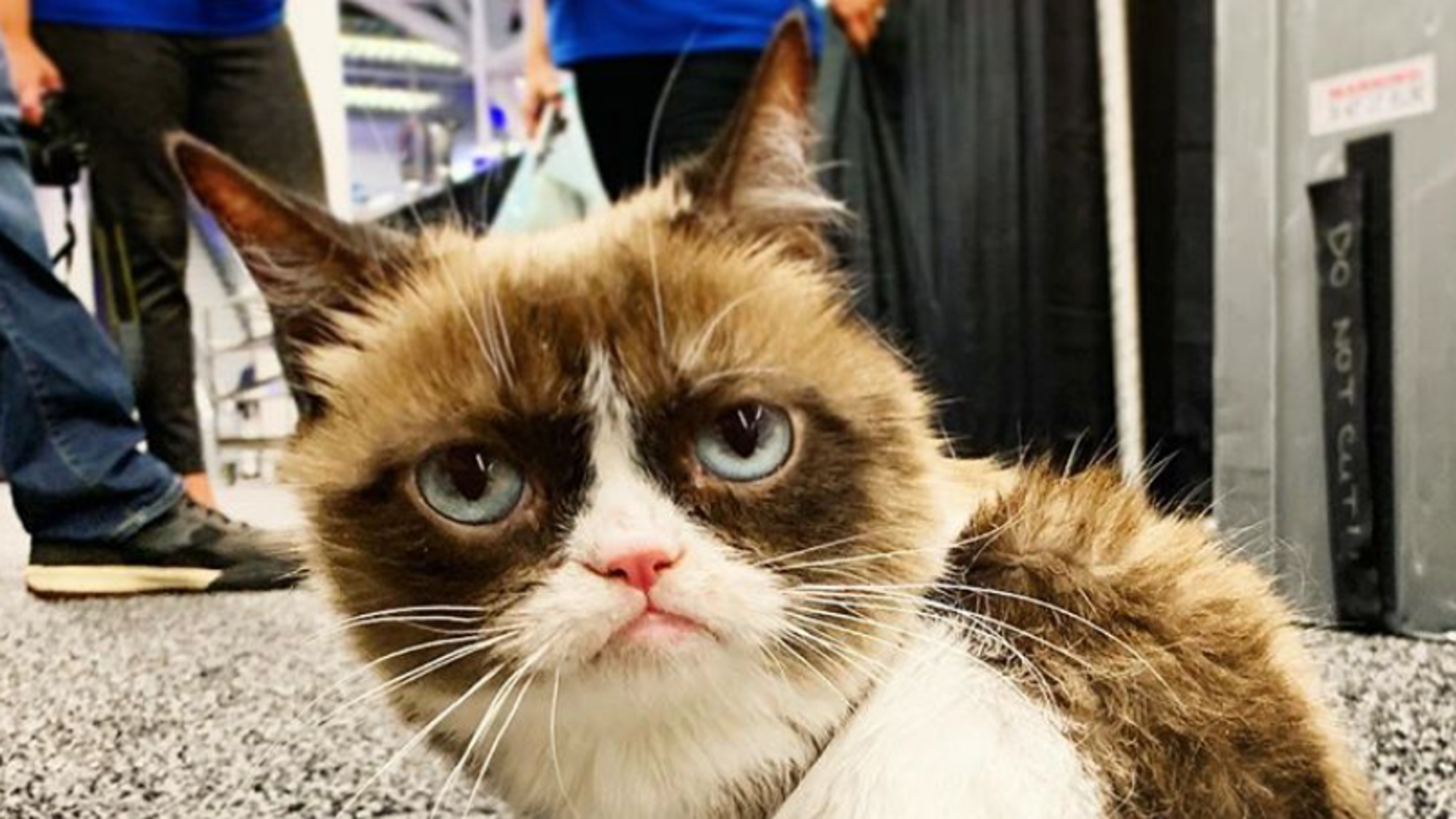 Grumpy Cat Version Grumpy Cat Pictures