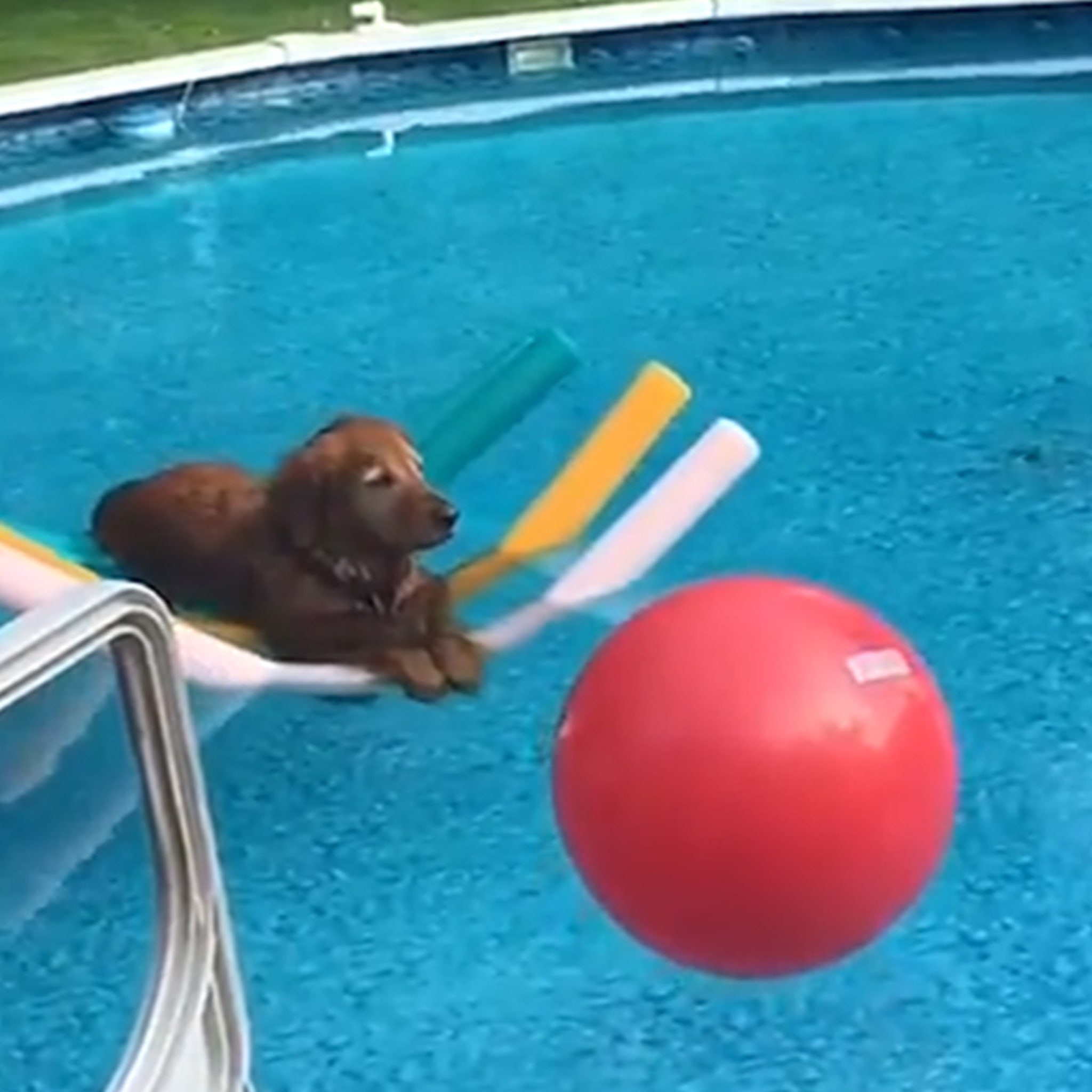 pool noodle dog float