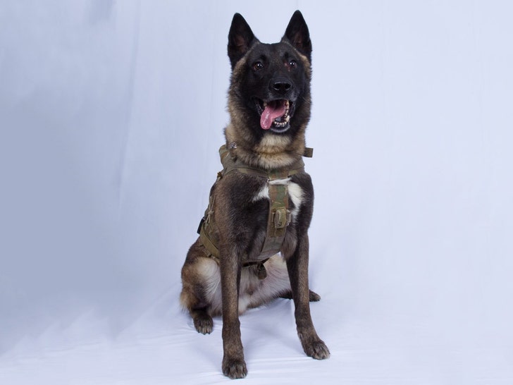 police dog breeds belgian malinois