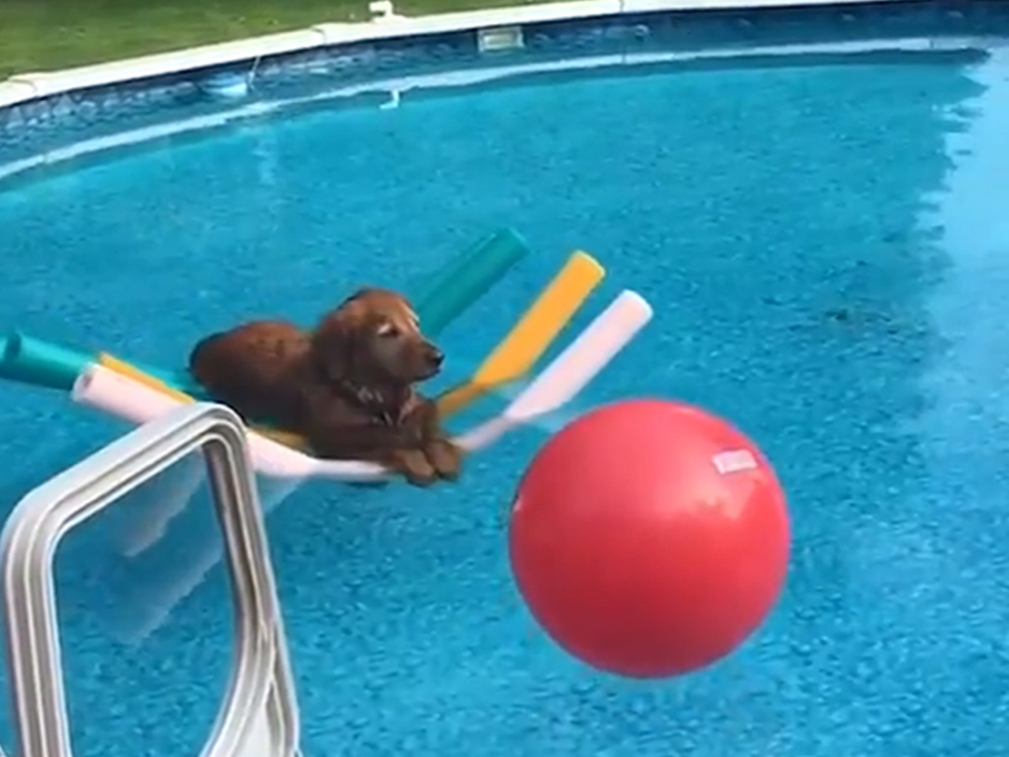 Pool noodle best sale for dogs